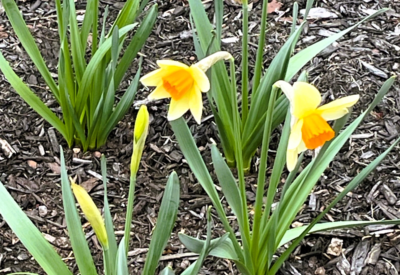 Time to Spring Clean Your Finances! - Clover Leaf Wealth Strategies